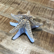 Set of 2 cream & white StarFish