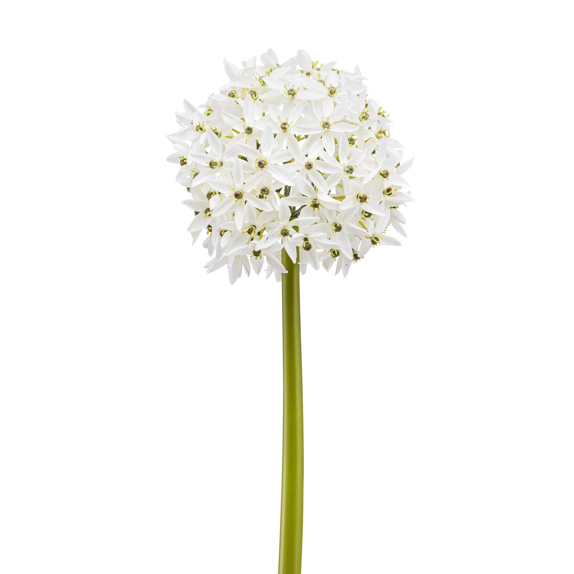 White Allium Large Bloom Stem
