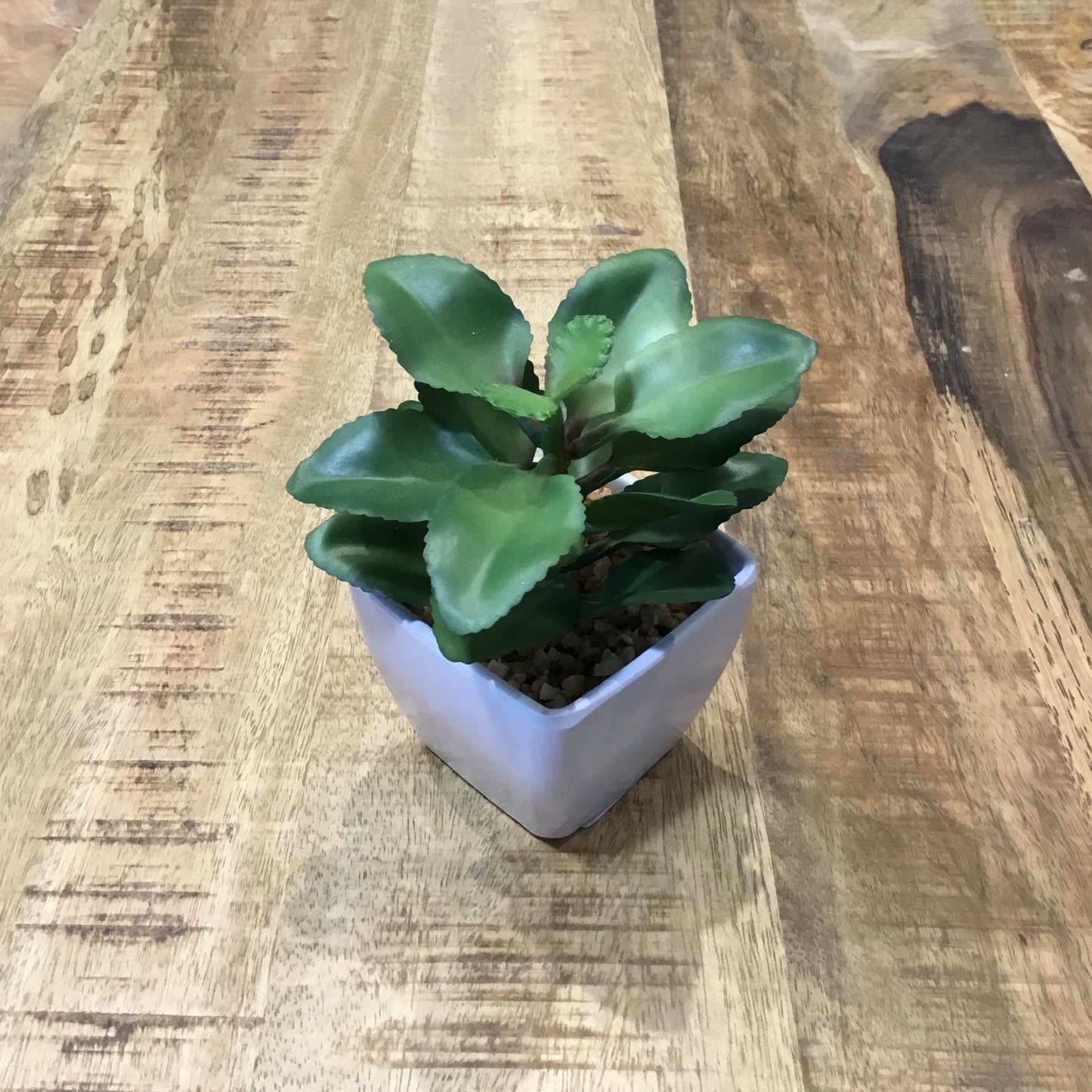 Assorted Succulents in ceramic white bowls