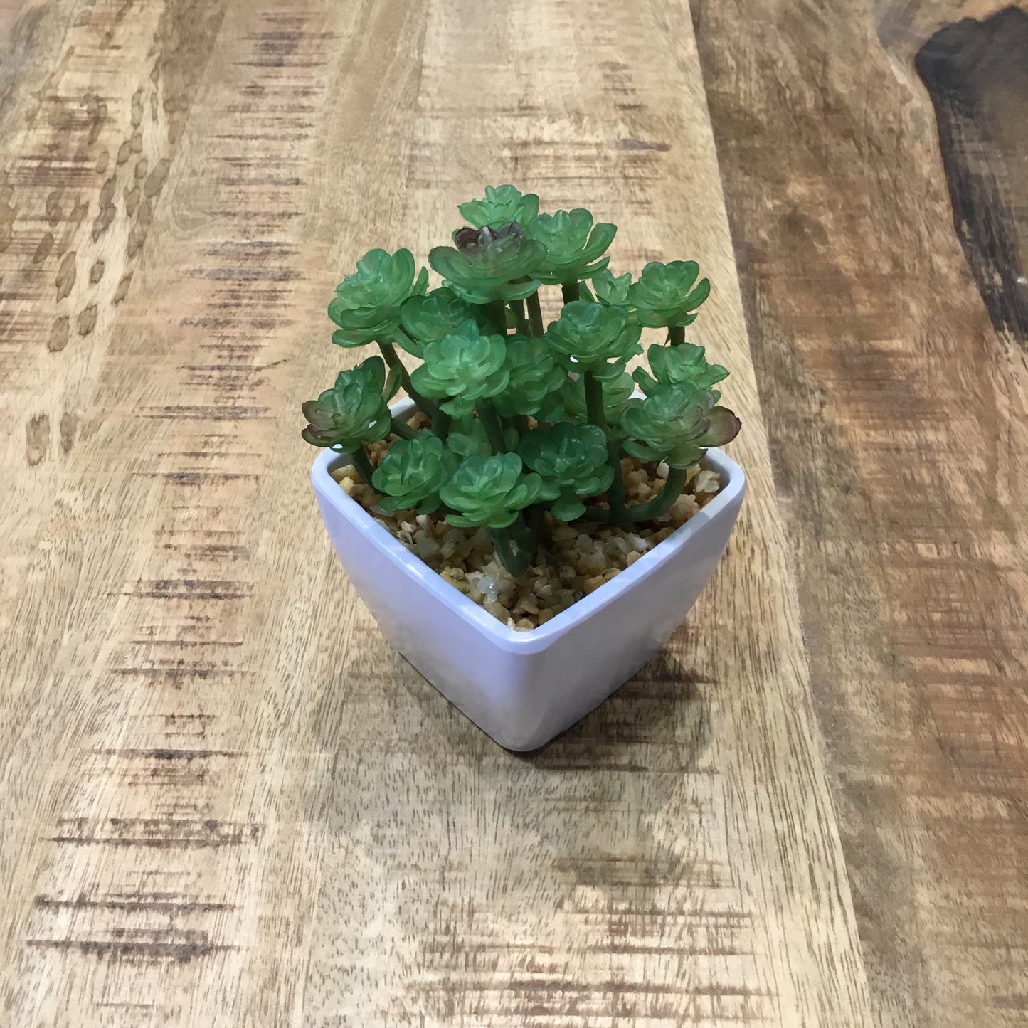 Assorted Succulents in ceramic white bowls