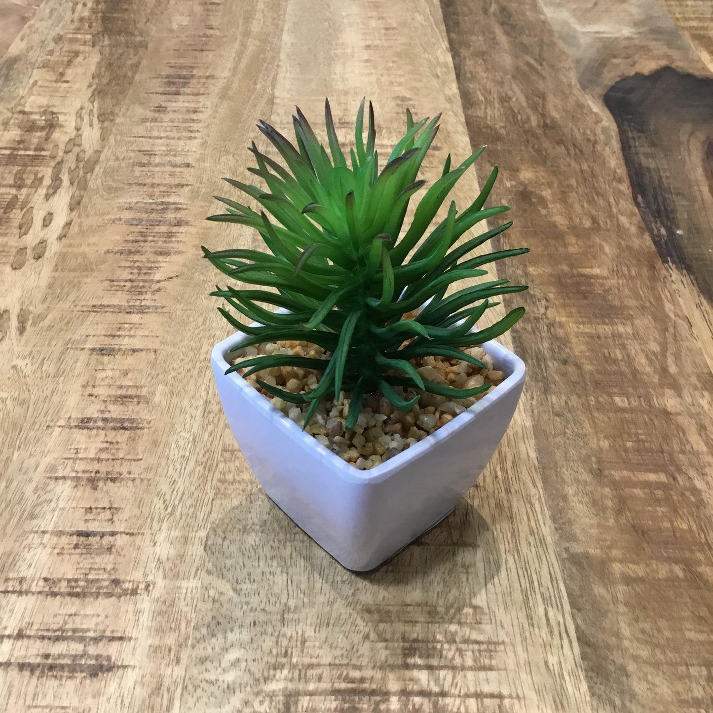 Assorted Succulents in ceramic white bowls