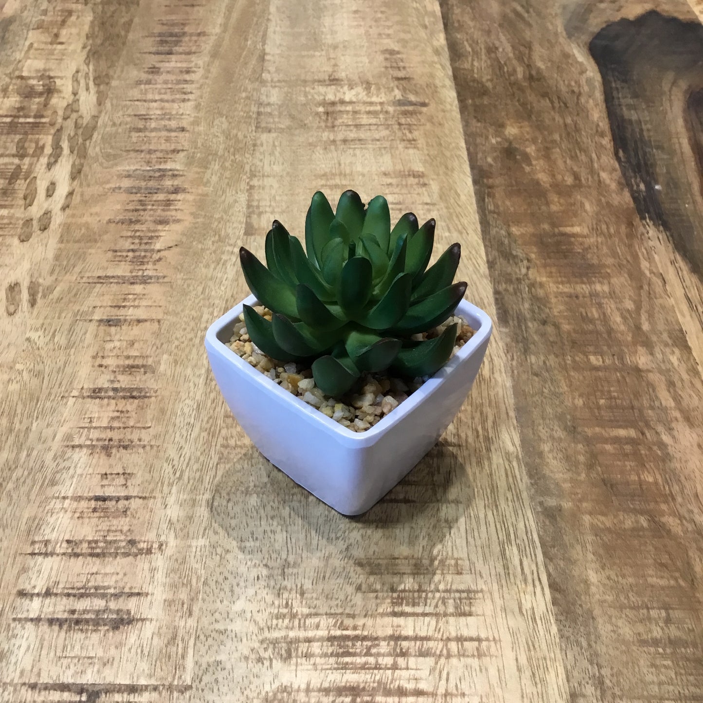 Assorted Succulents in ceramic white bowls